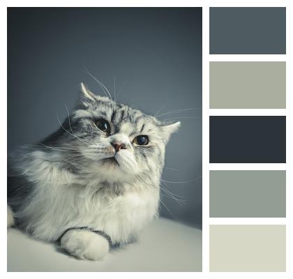Cat Persian Breed Black Grey Image